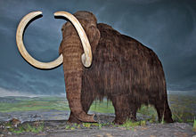 Описание: https://upload.wikimedia.org/wikipedia/commons/thumb/0/09/Woolly_Mammoth-RBC.jpg/220px-Woolly_Mammoth-RBC.jpg